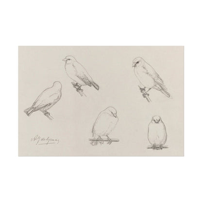 The Canaries Sketch | P151 - Single Art Prints - Piccolo Fiore Prints