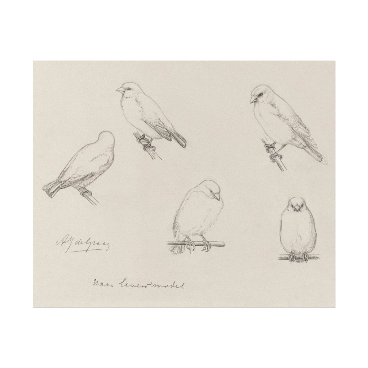 The Canaries Sketch | P151 - Single Art Prints - Piccolo Fiore Prints