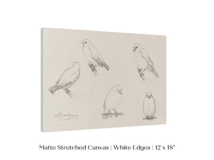 The Canaries Sketch | P151 - Single Art Prints - Piccolo Fiore Prints