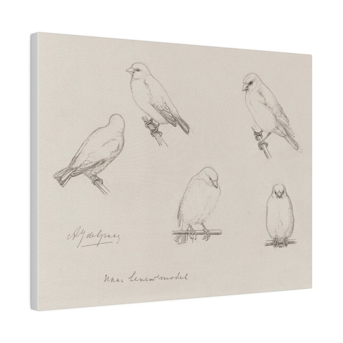 The Canaries Sketch | P151 - Single Art Prints - Piccolo Fiore Prints