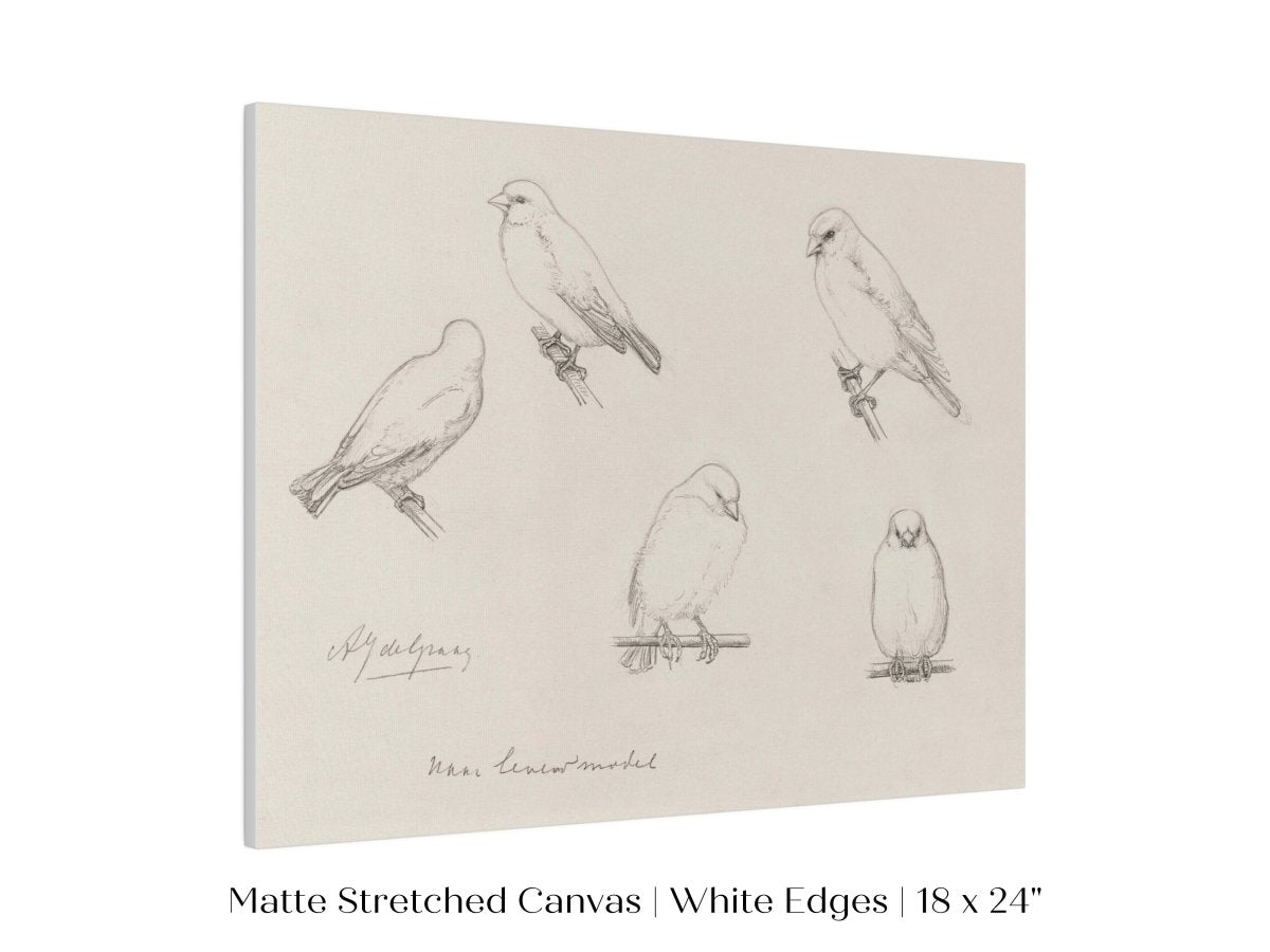 The Canaries Sketch | P151 - Single Art Prints - Piccolo Fiore Prints