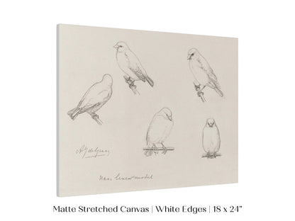 The Canaries Sketch | P151 - Single Art Prints - Piccolo Fiore Prints