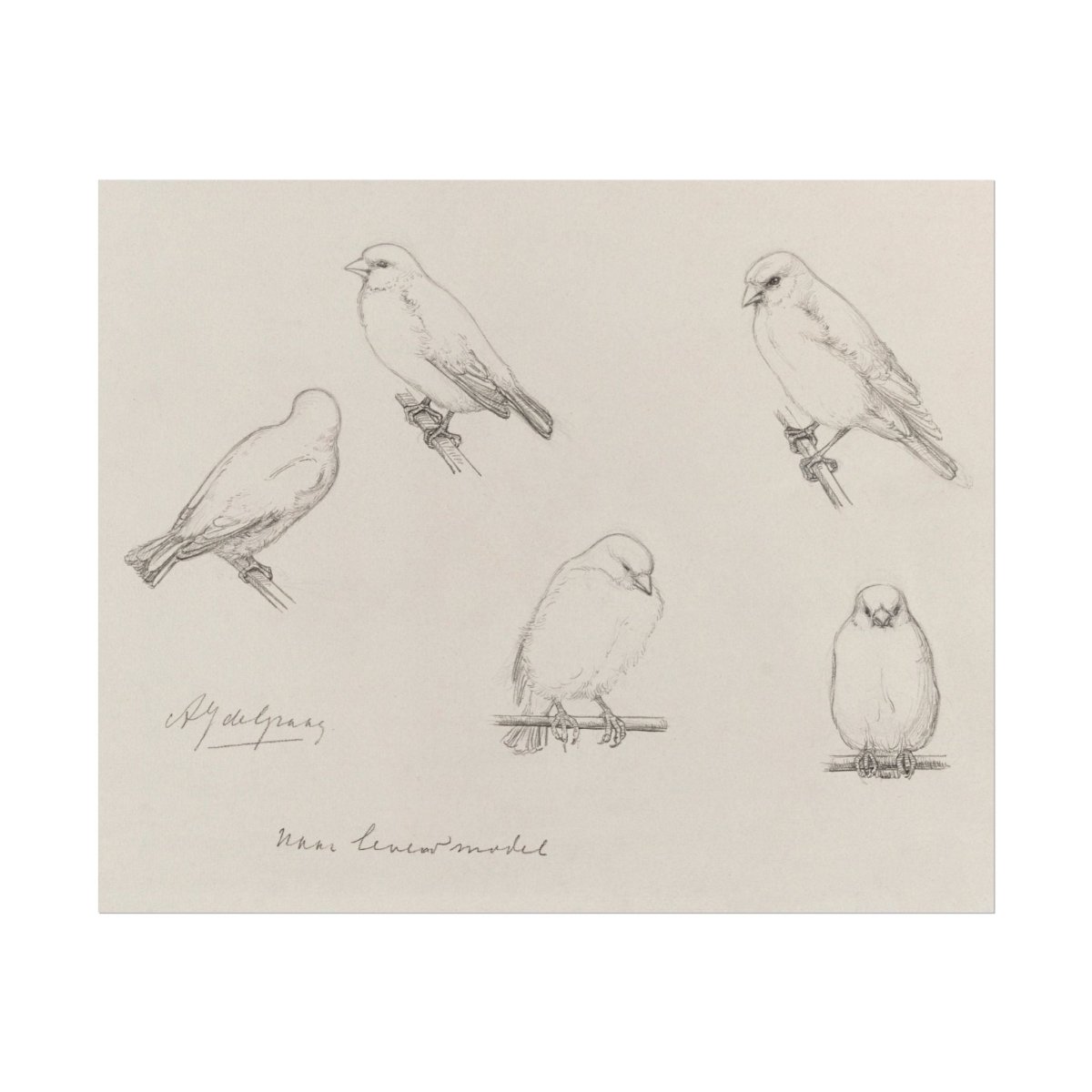 The Canaries Sketch | P151 - Single Art Prints - Piccolo Fiore Prints