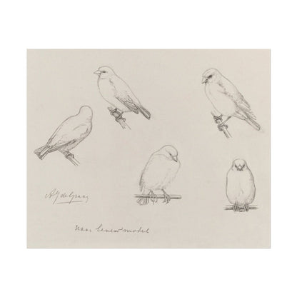 The Canaries Sketch | P151 - Single Art Prints - Piccolo Fiore Prints