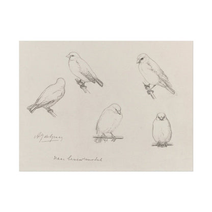 The Canaries Sketch | P151 - Single Art Prints - Piccolo Fiore Prints