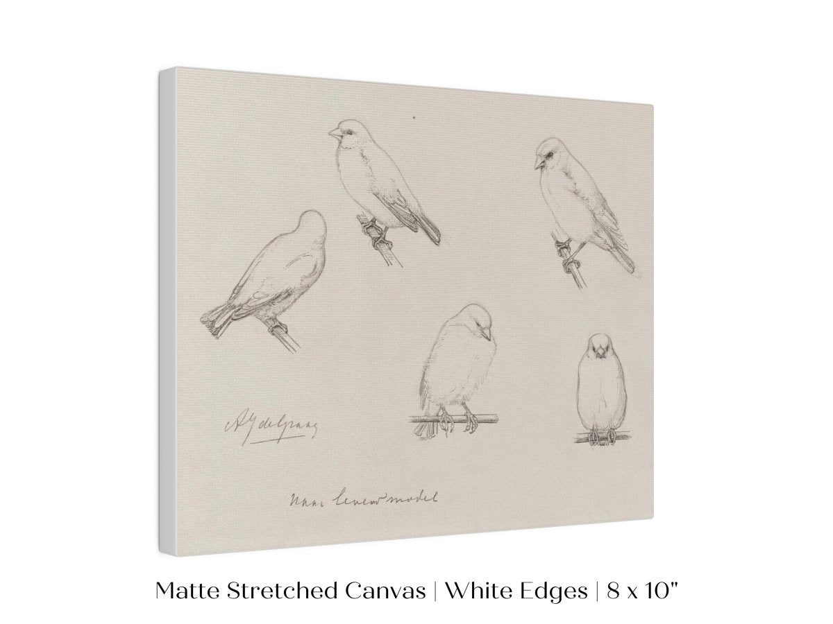 The Canaries Sketch | P151 - Single Art Prints - Piccolo Fiore Prints