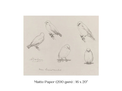 The Canaries Sketch | P151 - Single Art Prints - Piccolo Fiore Prints