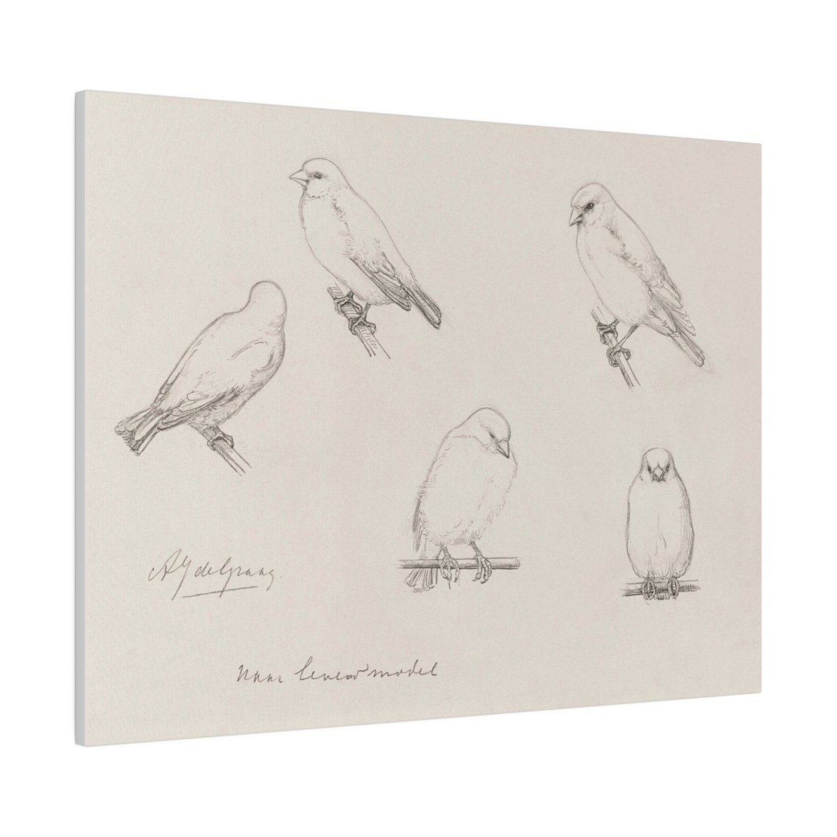 The Canaries Sketch | P151 - Single Art Prints - Piccolo Fiore Prints