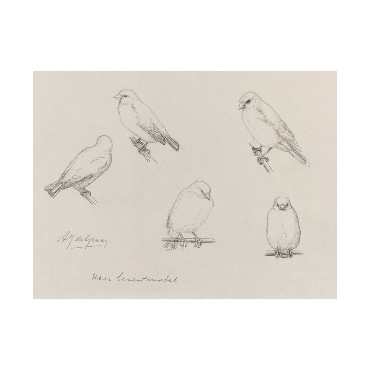 The Canaries Sketch | P151 - Single Art Prints - Piccolo Fiore Prints