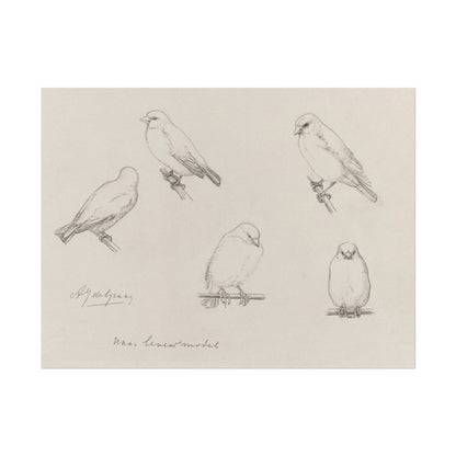 The Canaries Sketch | P151 - Single Art Prints - Piccolo Fiore Prints