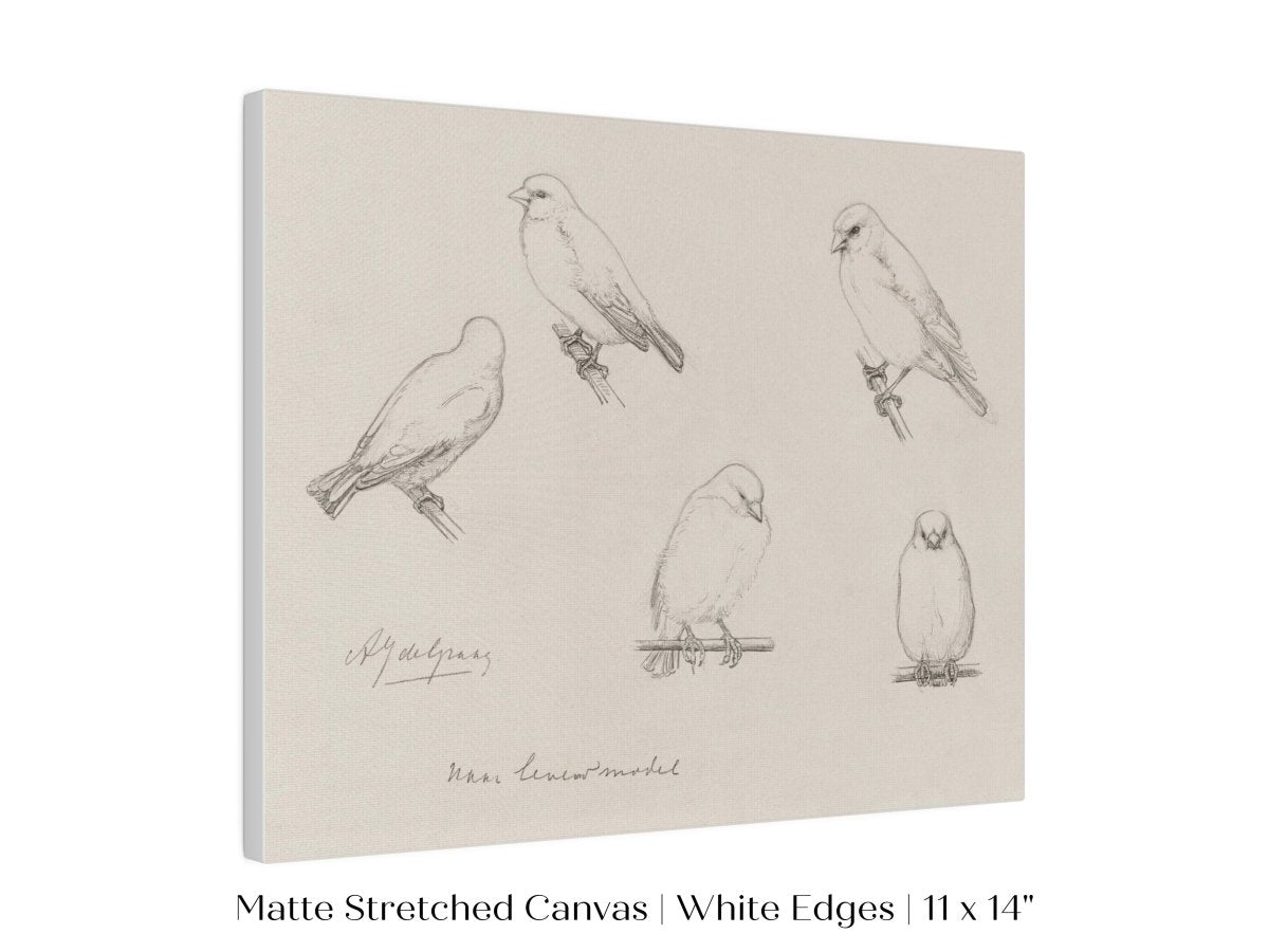 The Canaries Sketch | P151 - Single Art Prints - Piccolo Fiore Prints