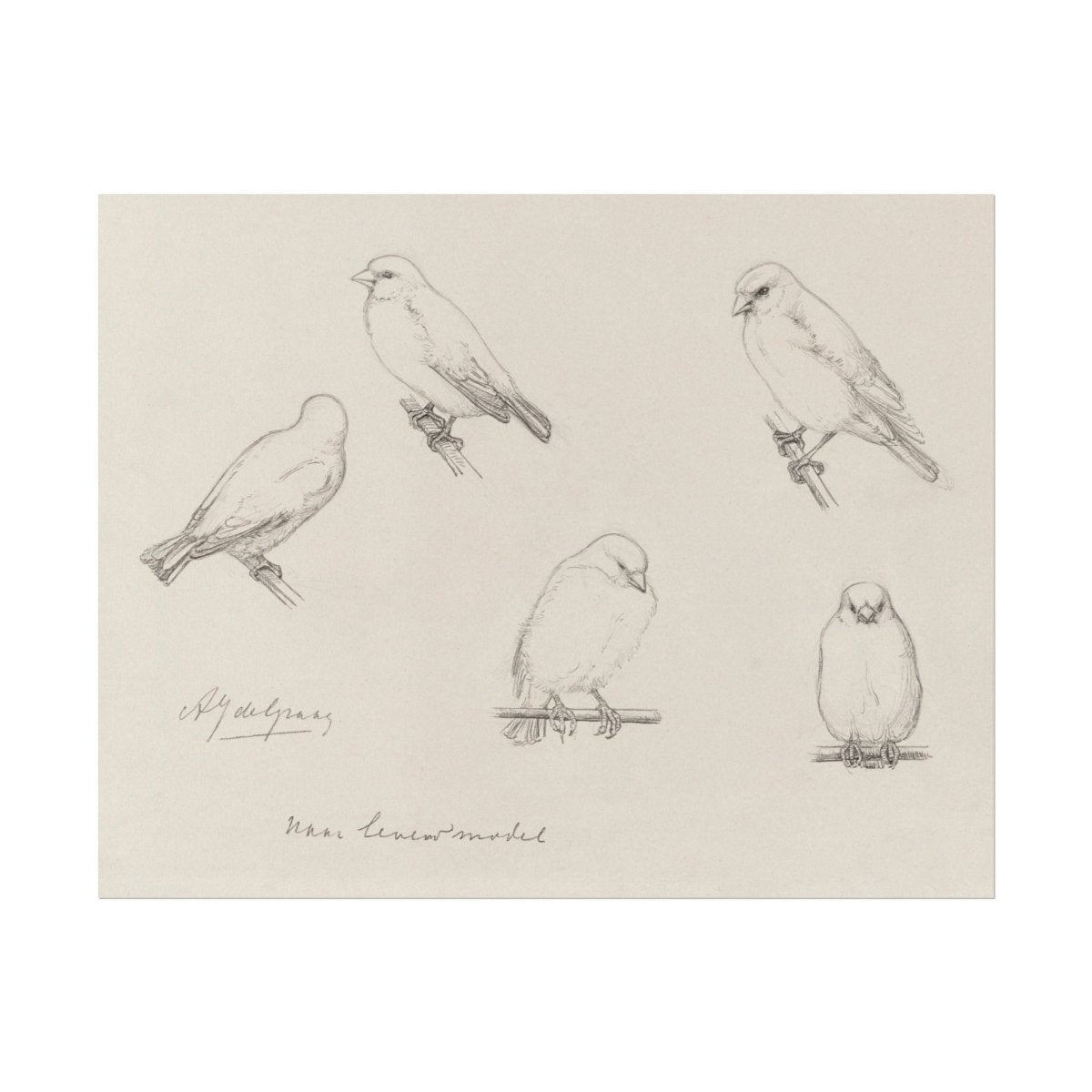 The Canaries Sketch | P151 - Single Art Prints - Piccolo Fiore Prints