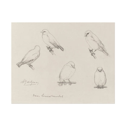 The Canaries Sketch | P151 - Single Art Prints - Piccolo Fiore Prints