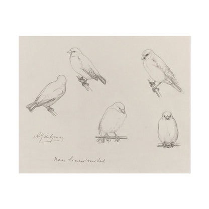 The Canaries Sketch | P151 - Single Art Prints - Piccolo Fiore Prints