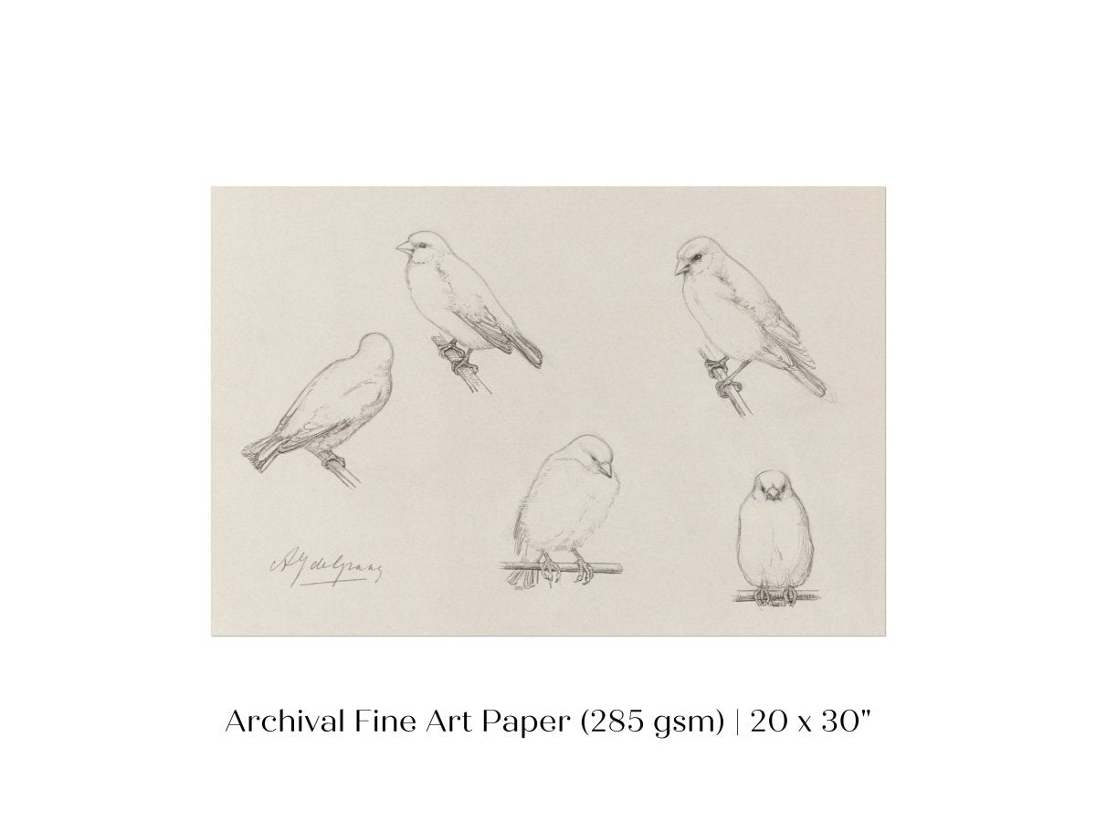 The Canaries Sketch | P151 - Single Art Prints - Piccolo Fiore Prints