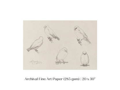 The Canaries Sketch | P151 - Single Art Prints - Piccolo Fiore Prints