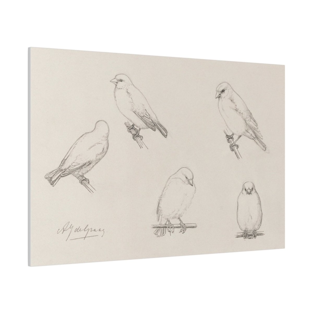 The Canaries Sketch | P151 - Single Art Prints - Piccolo Fiore Prints