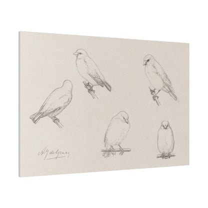 The Canaries Sketch | P151 - Single Art Prints - Piccolo Fiore Prints
