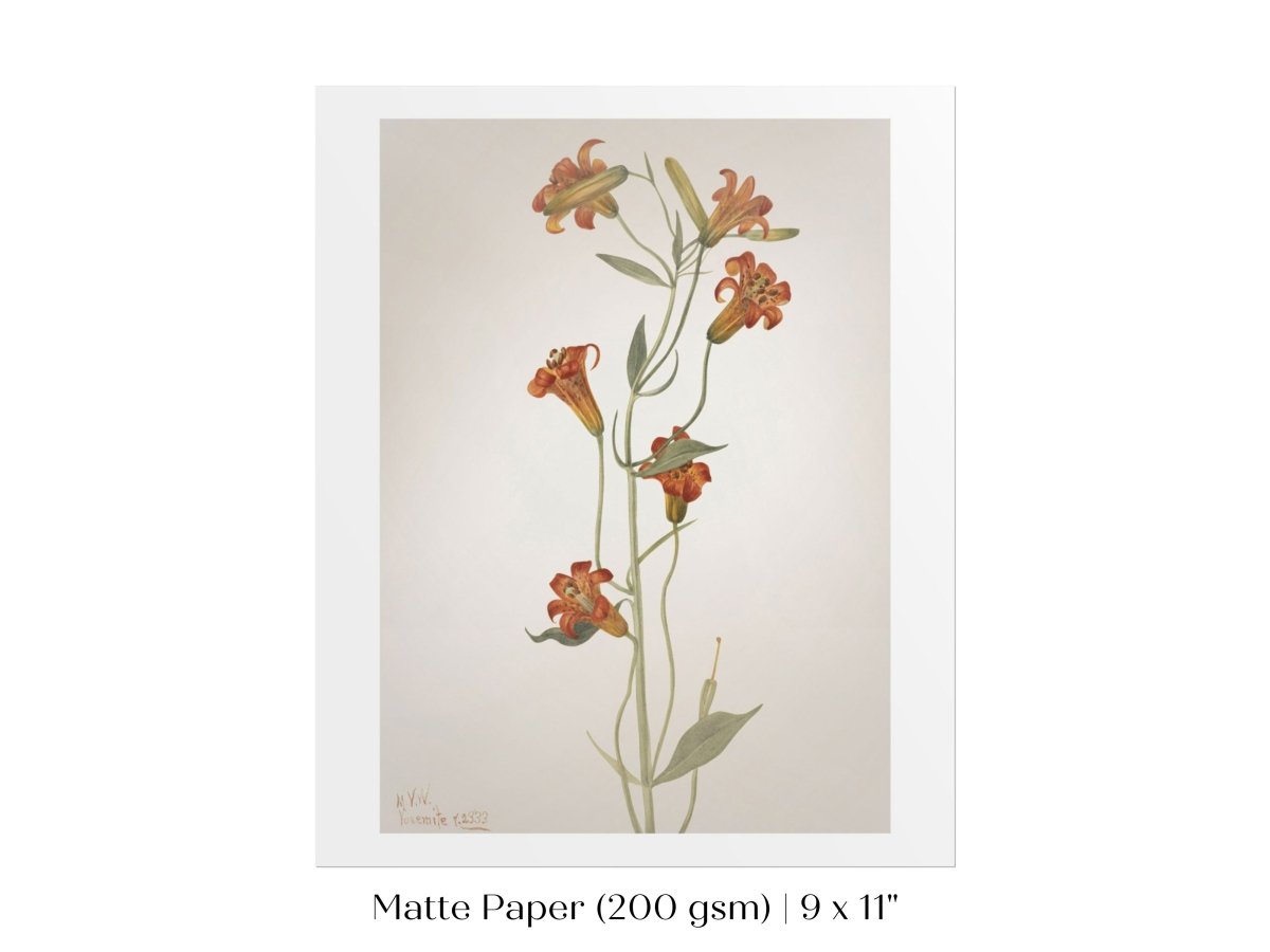 Tiger Lily (Lilium Parvum) Illustration | P372 - Single Art Prints - Piccolo Fiore Prints
