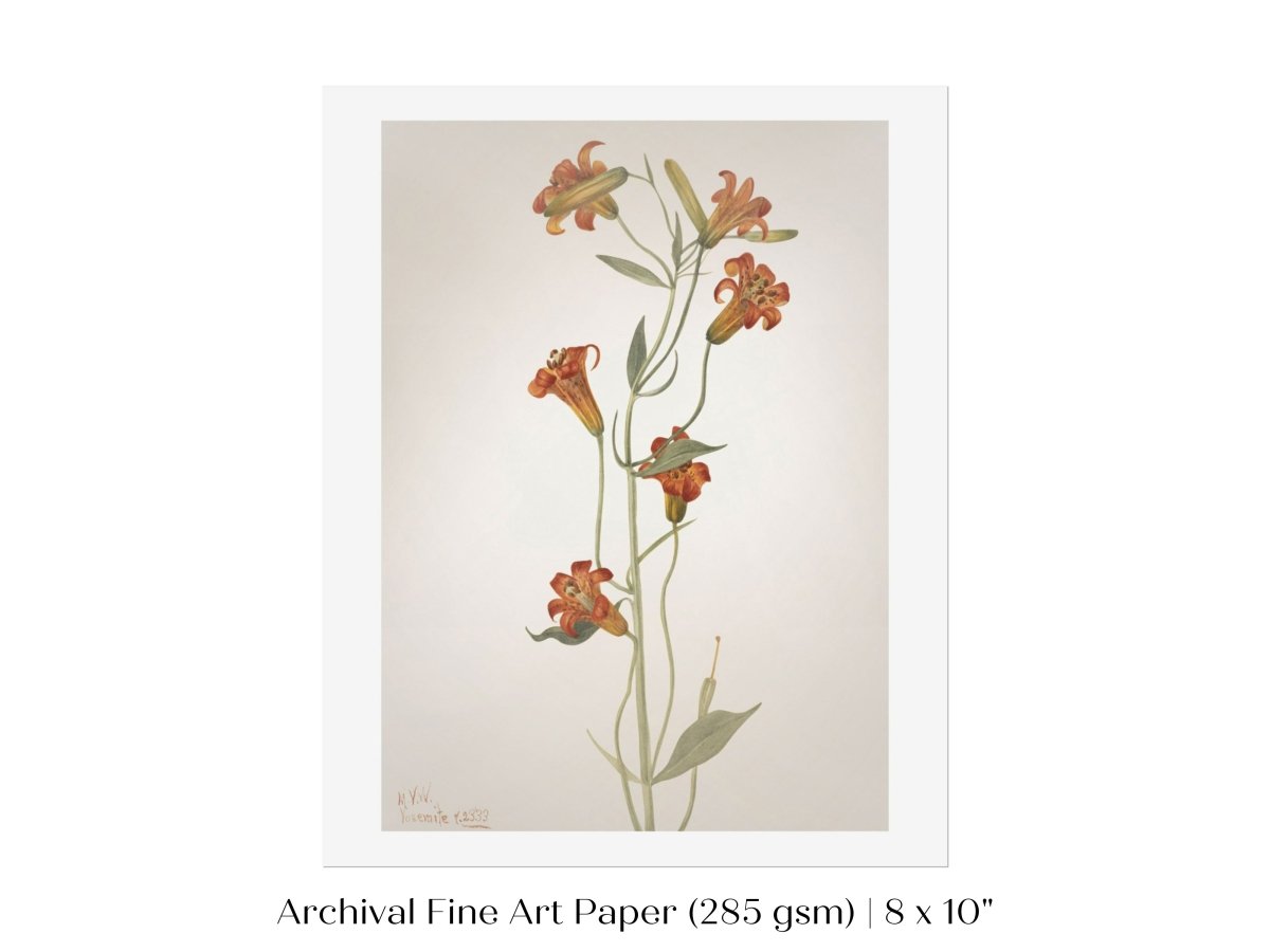 Tiger Lily (Lilium Parvum) Illustration | P372 - Single Art Prints - Piccolo Fiore Prints