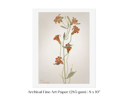 Tiger Lily (Lilium Parvum) Illustration | P372 - Single Art Prints - Piccolo Fiore Prints