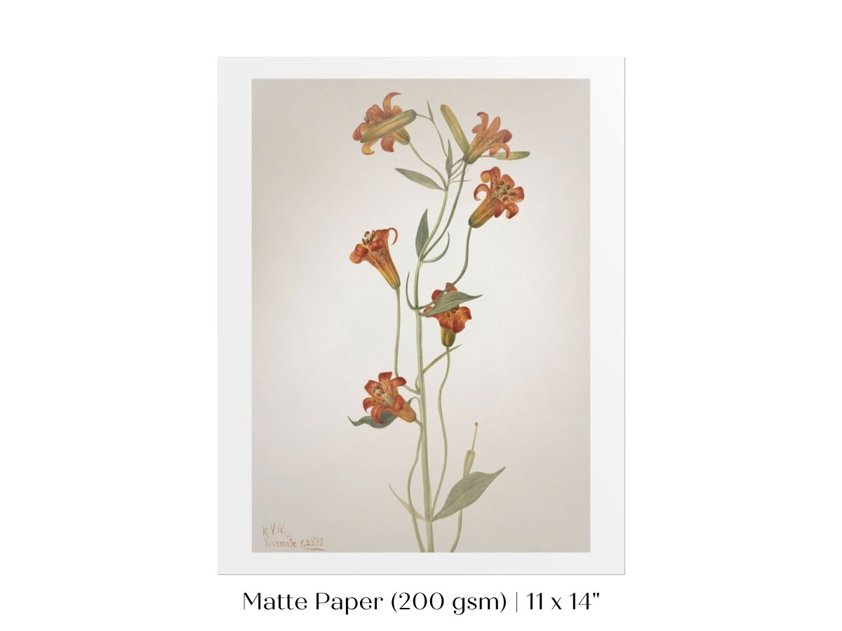 Tiger Lily (Lilium Parvum) Illustration | P372 - Single Art Prints - Piccolo Fiore Prints