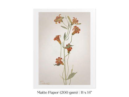 Tiger Lily (Lilium Parvum) Illustration | P372 - Single Art Prints - Piccolo Fiore Prints