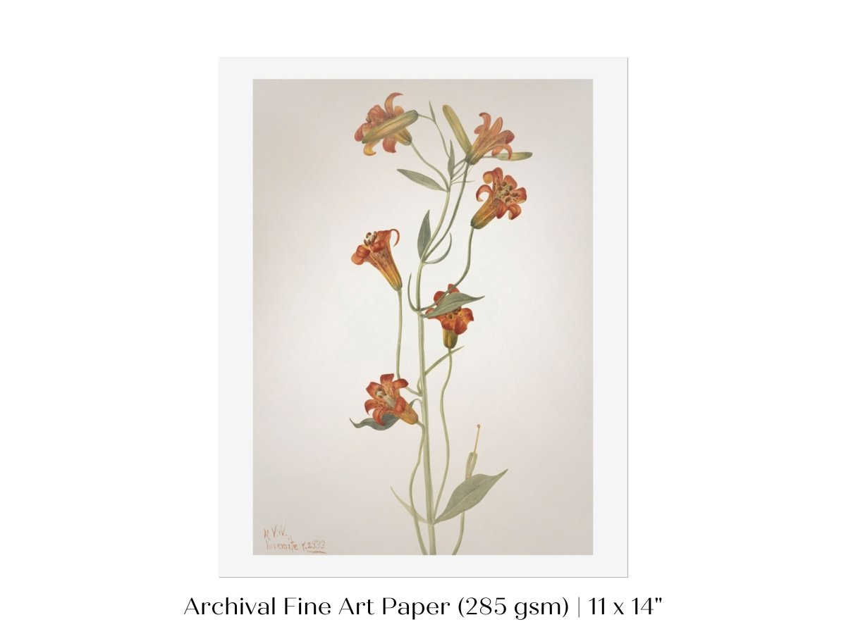 Tiger Lily (Lilium Parvum) Illustration | P372 - Single Art Prints - Piccolo Fiore Prints