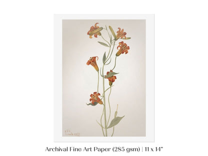 Tiger Lily (Lilium Parvum) Illustration | P372 - Single Art Prints - Piccolo Fiore Prints
