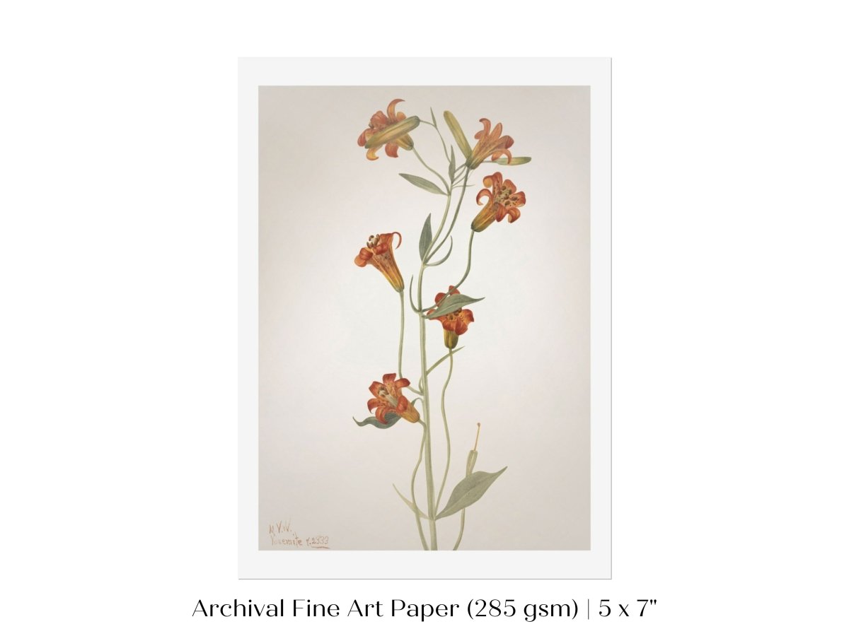 Tiger Lily (Lilium Parvum) Illustration | P372 - Single Art Prints - Piccolo Fiore Prints
