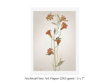 Tiger Lily (Lilium Parvum) Illustration | P372 - Single Art Prints - Piccolo Fiore Prints