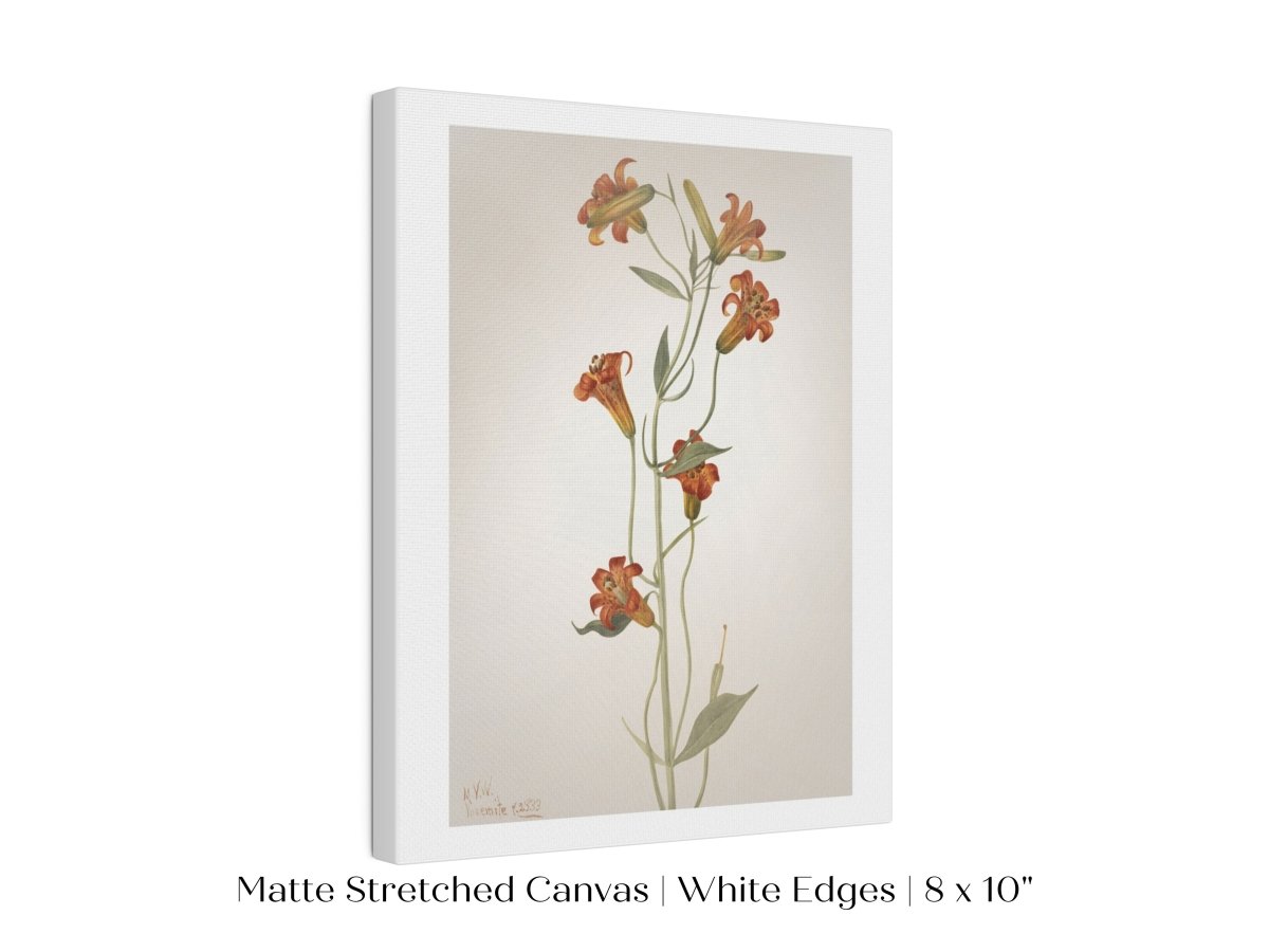 Tiger Lily (Lilium Parvum) Illustration | P372 - Single Art Prints - Piccolo Fiore Prints