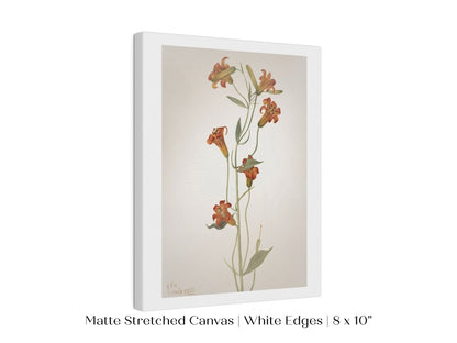 Tiger Lily (Lilium Parvum) Illustration | P372 - Single Art Prints - Piccolo Fiore Prints