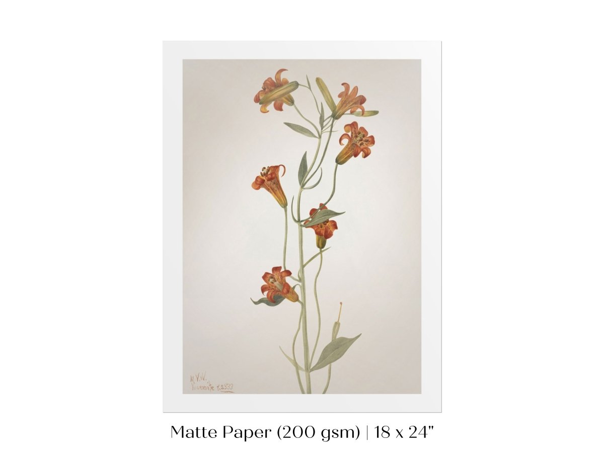 Tiger Lily (Lilium Parvum) Illustration | P372 - Single Art Prints - Piccolo Fiore Prints