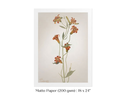 Tiger Lily (Lilium Parvum) Illustration | P372 - Single Art Prints - Piccolo Fiore Prints