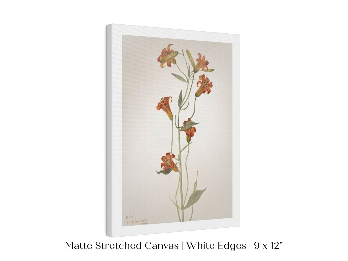 Tiger Lily (Lilium Parvum) Illustration | P372 - Single Art Prints - Piccolo Fiore Prints