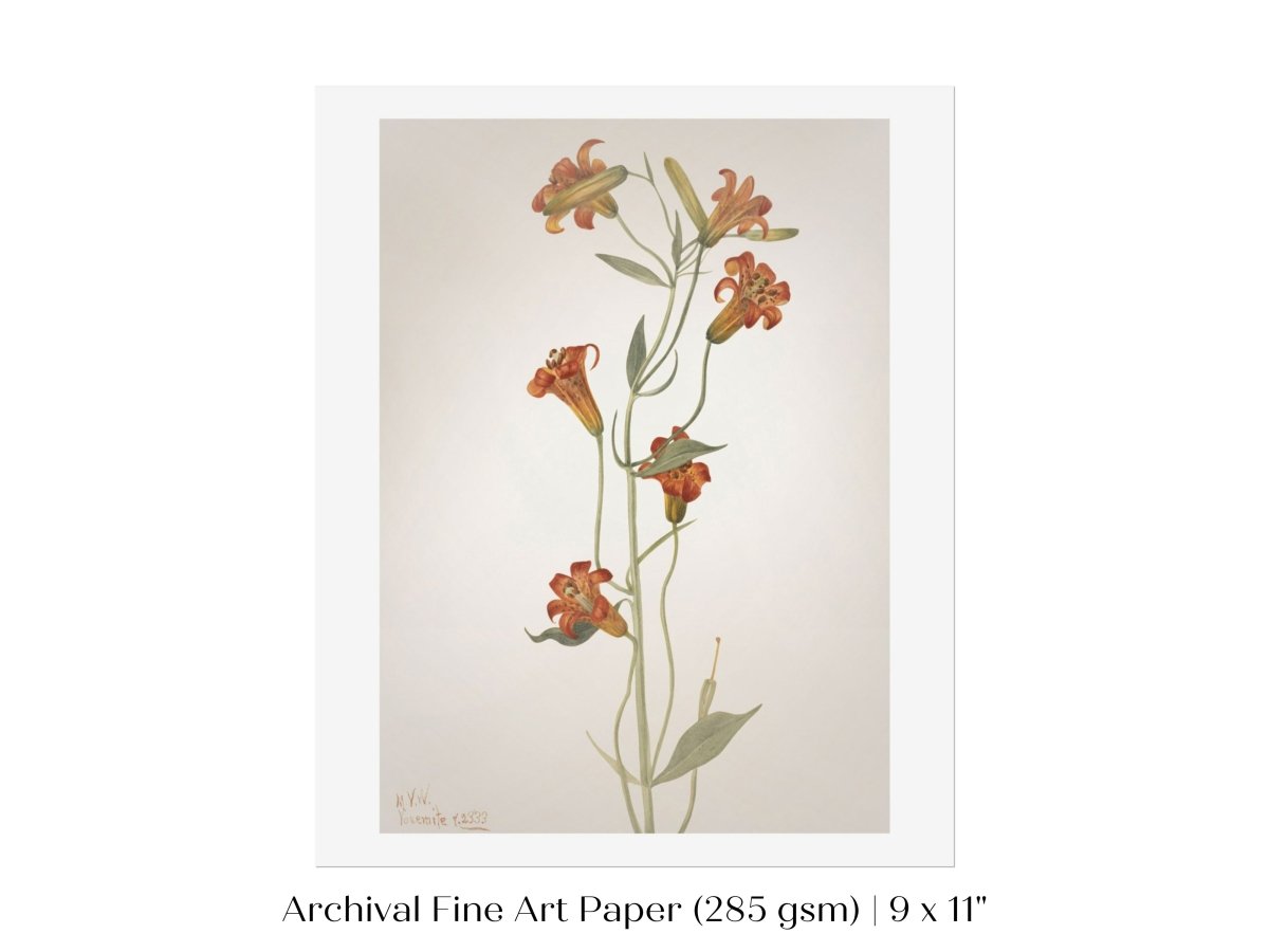 Tiger Lily (Lilium Parvum) Illustration | P372 - Single Art Prints - Piccolo Fiore Prints