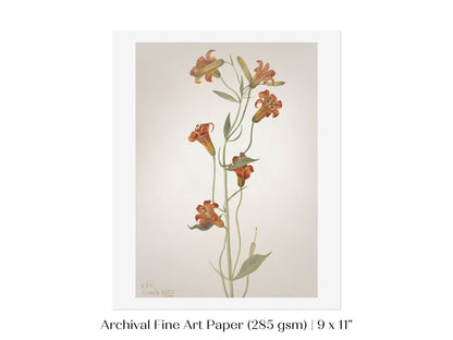 Tiger Lily (Lilium Parvum) Illustration | P372 - Single Art Prints - Piccolo Fiore Prints