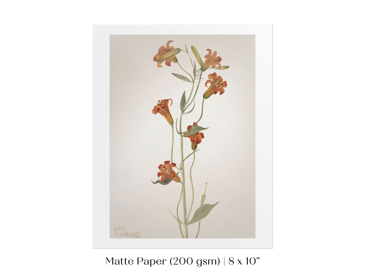 Tiger Lily (Lilium Parvum) Illustration | P372 - Single Art Prints - Piccolo Fiore Prints