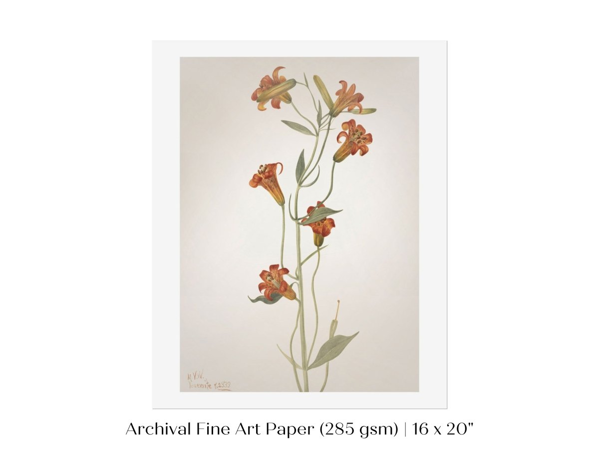 Tiger Lily (Lilium Parvum) Illustration | P372 - Single Art Prints - Piccolo Fiore Prints