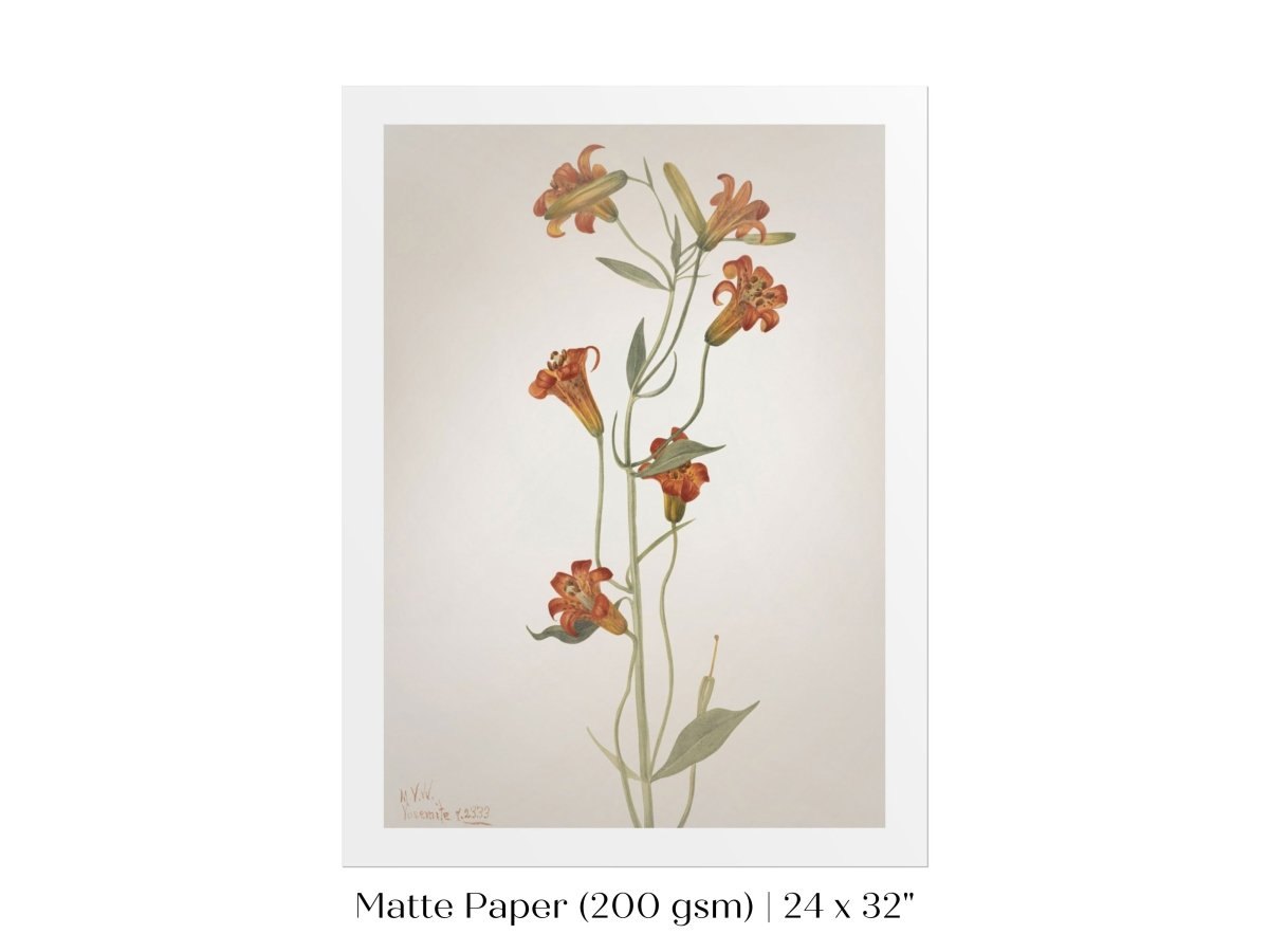 Tiger Lily (Lilium Parvum) Illustration | P372 - Single Art Prints - Piccolo Fiore Prints