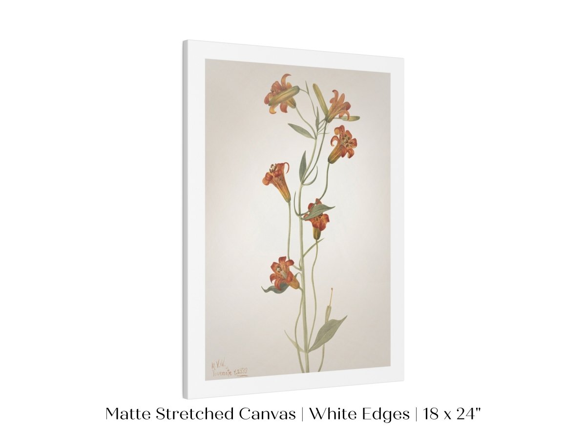 Tiger Lily (Lilium Parvum) Illustration | P372 - Single Art Prints - Piccolo Fiore Prints