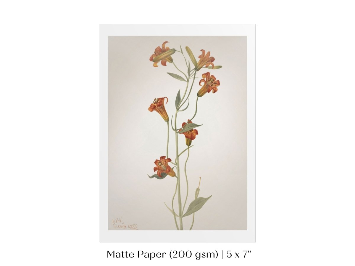 Tiger Lily (Lilium Parvum) Illustration | P372 - Single Art Prints - Piccolo Fiore Prints