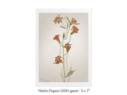 Tiger Lily (Lilium Parvum) Illustration | P372 - Single Art Prints - Piccolo Fiore Prints