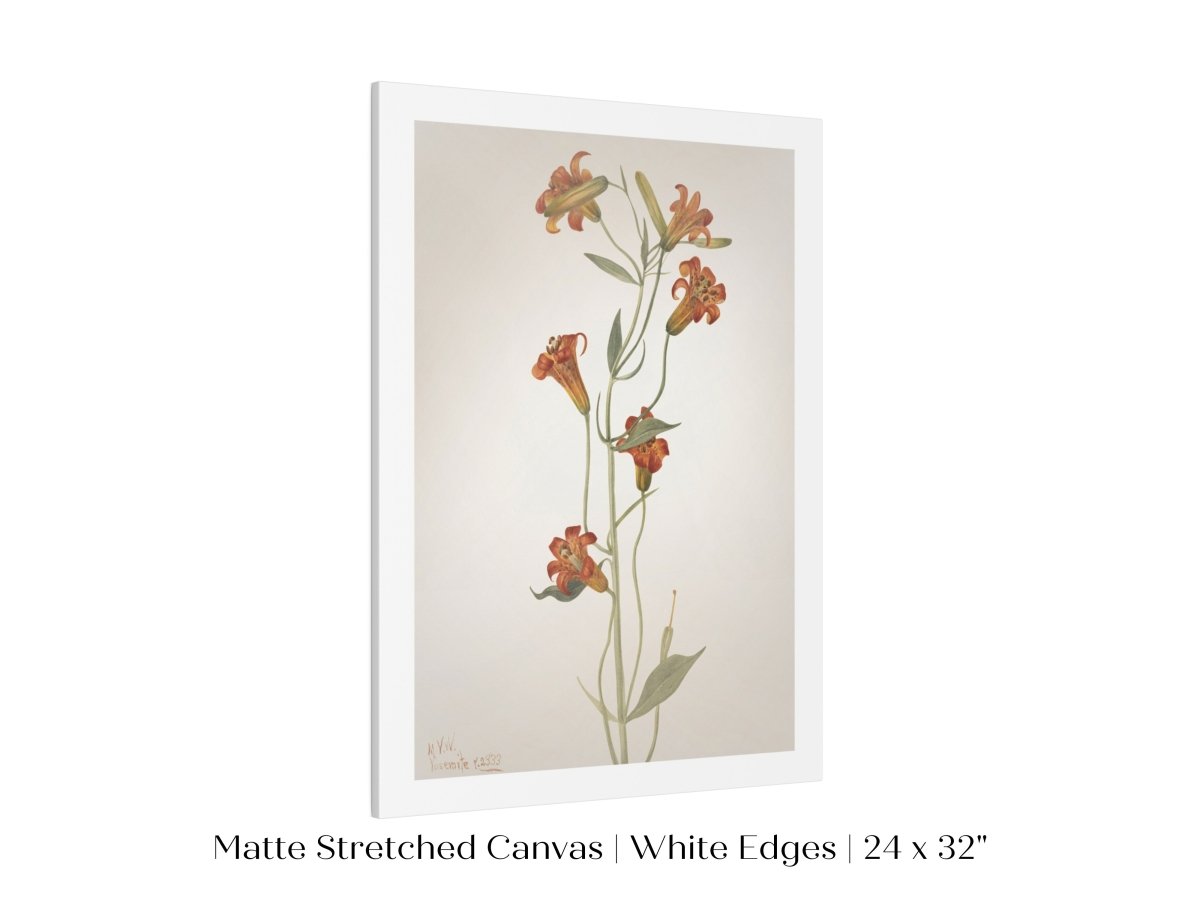 Tiger Lily (Lilium Parvum) Illustration | P372 - Single Art Prints - Piccolo Fiore Prints