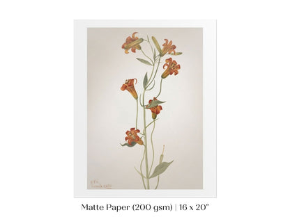 Tiger Lily (Lilium Parvum) Illustration | P372 - Single Art Prints - Piccolo Fiore Prints
