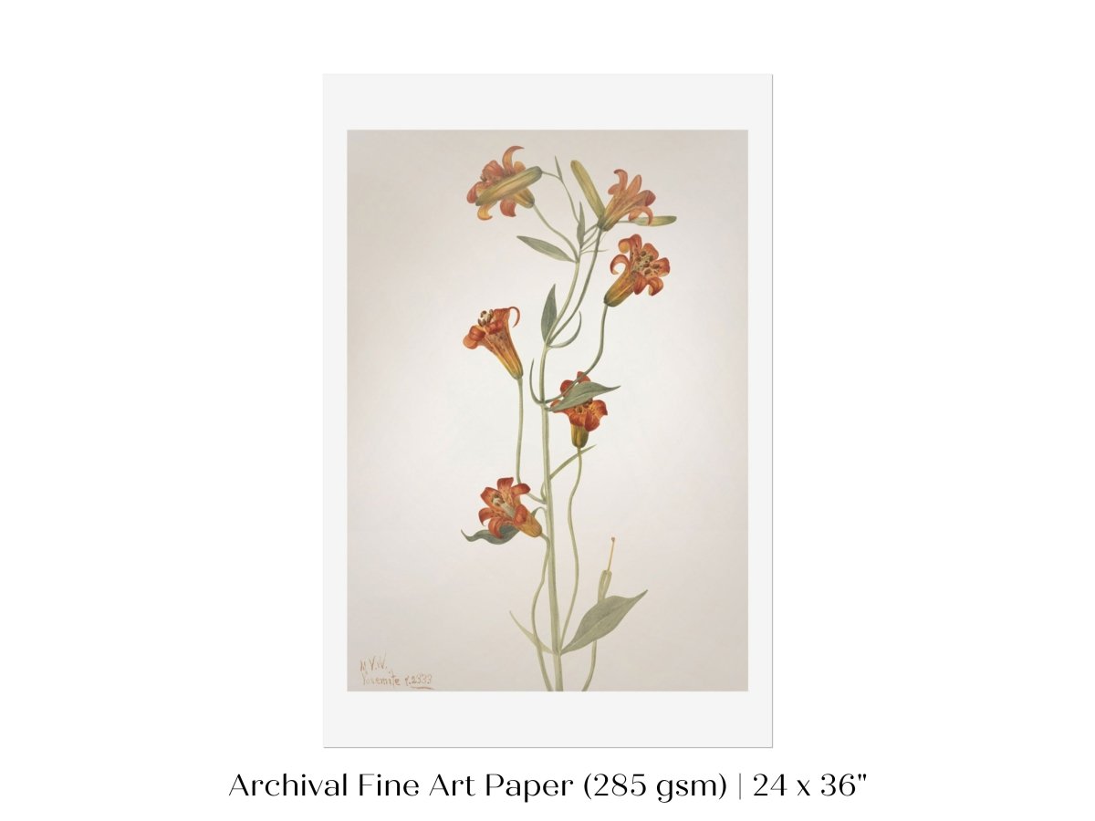Tiger Lily (Lilium Parvum) Illustration | P372 - Single Art Prints - Piccolo Fiore Prints