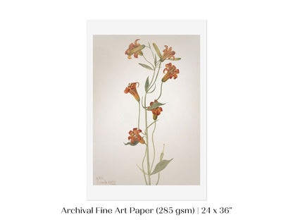 Tiger Lily (Lilium Parvum) Illustration | P372 - Single Art Prints - Piccolo Fiore Prints