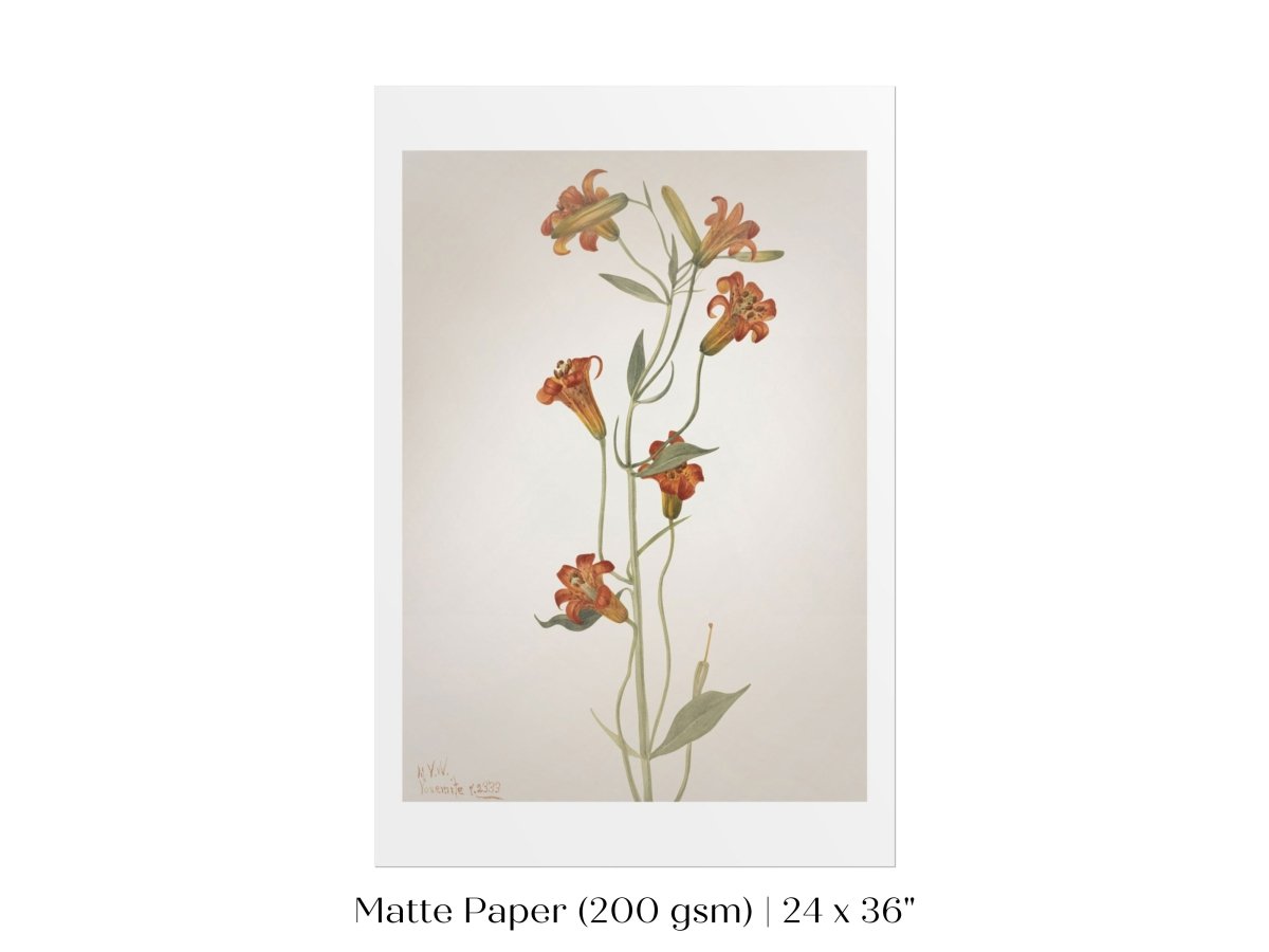 Tiger Lily (Lilium Parvum) Illustration | P372 - Single Art Prints - Piccolo Fiore Prints