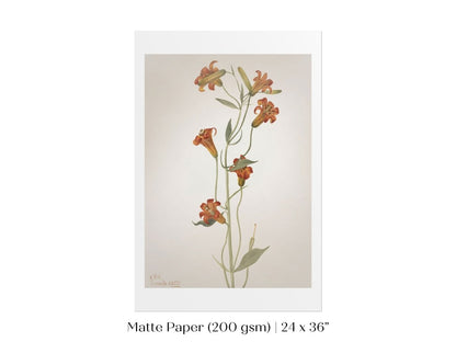 Tiger Lily (Lilium Parvum) Illustration | P372 - Single Art Prints - Piccolo Fiore Prints